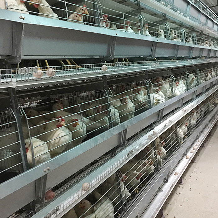 Tipo equipamento de Arábia Saudita H de cultivo automático das aves domésticas do sistema Indonésia da gaiola da galinha da bateria