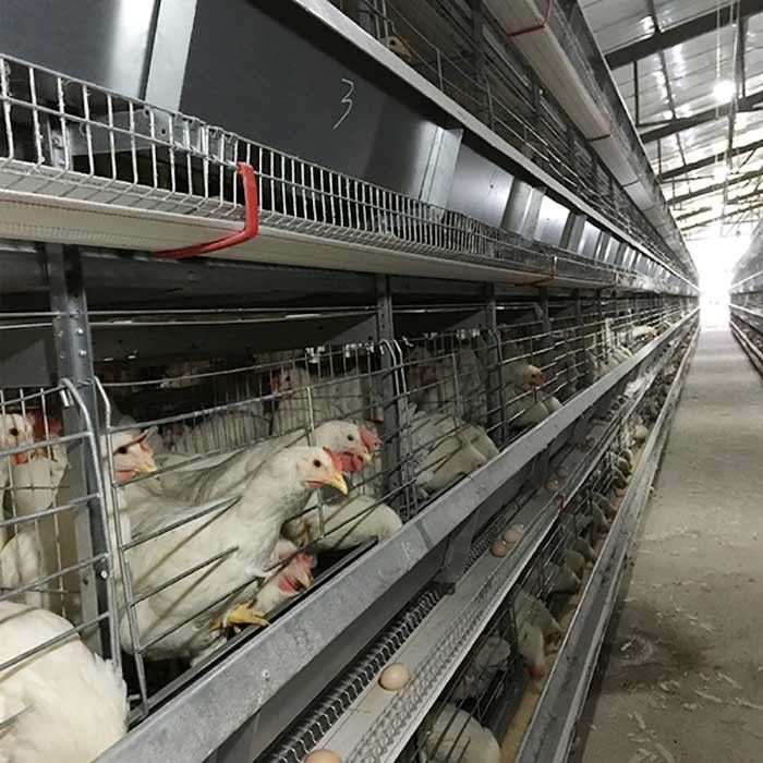 Tipo equipamento de Arábia Saudita H de cultivo automático das aves domésticas do sistema Indonésia da gaiola da galinha da bateria