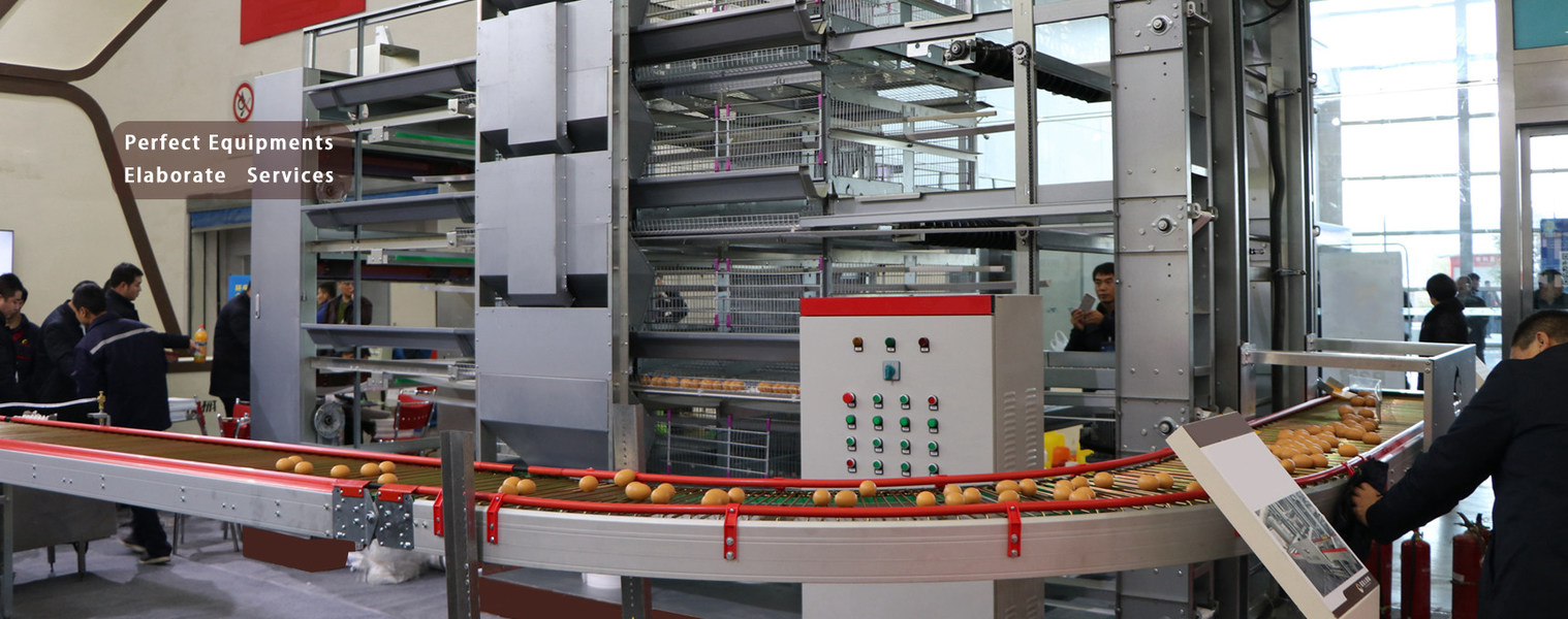 qualidade Gaiola da galinha das aves domésticas Fábrica