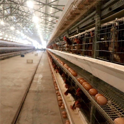 3 pássaros da série 96/ajustaram a gaiola da galinha da camada com sistema de coleta da alimentação e do ovo