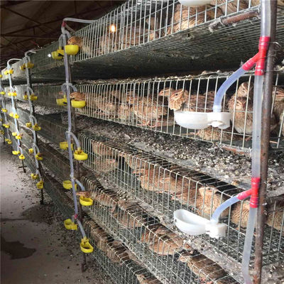 Gaiola de bateria de 6 portas da série 2 para o aço galvanizado quente das codorniz