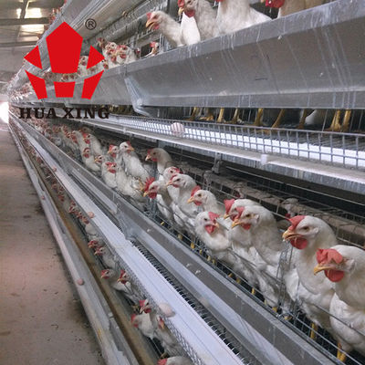 Gaiola de colocação galvanizada quente de Hen Farming Equipments Layer Chicken dos pássaros do fabricante 90 - 160 da gaiola