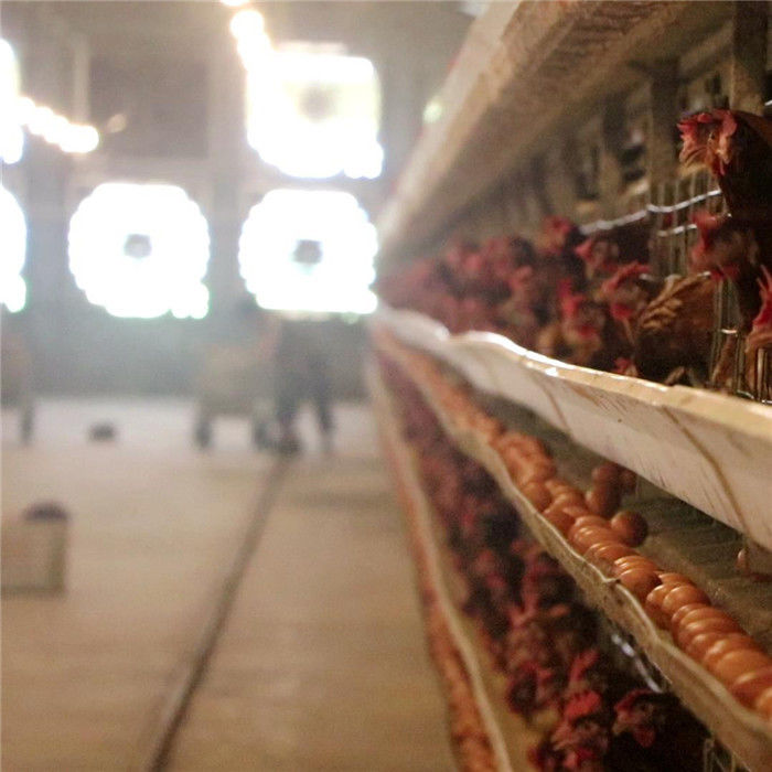 3 pássaros da série 96/ajustaram a gaiola da galinha da camada com sistema de coleta da alimentação e do ovo
