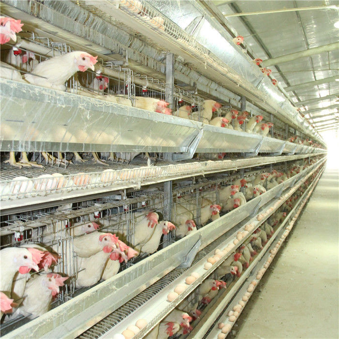 Tipo 4 soldadura da exploração agrícola H do fio de aço da gaiola Q235 da galinha da camada da porta