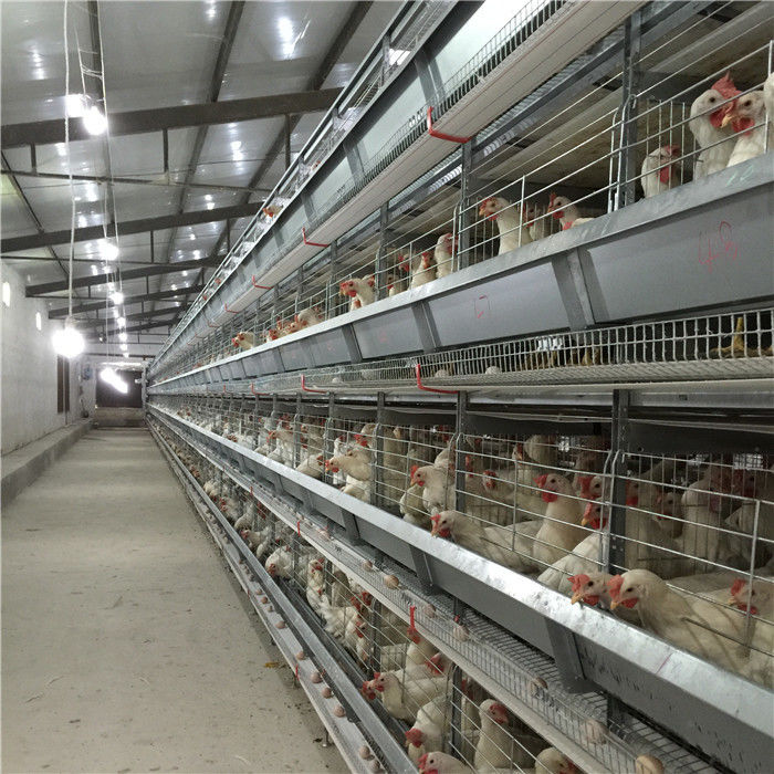 Gaiola animal galvanizada mergulhada quente da bateria automática do quadro de H/gaiola camada da galinha/gaiola de bateria camada da galinha para a venda