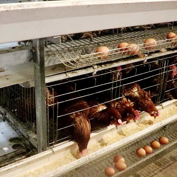 Poderoso um tipo gaiola da galinha da camada para a venda do ovo da exploração agrícola da grande escala fácil de limpar