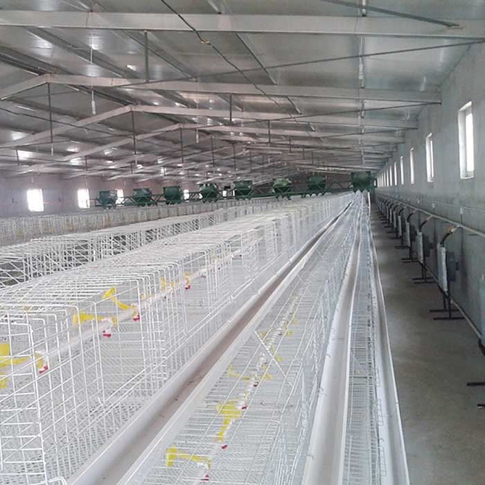Tempo longo da gaiola da galinha de grelha da eficiência elevada a favor do meio ambiente