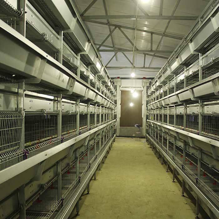 Gaiola automática para pintainhos, gaiola da exploração avícola da camada da capacidade de 264 pássaros