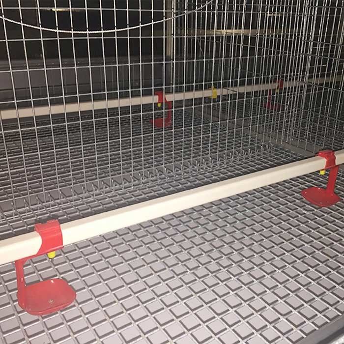 Gaiola de alimentação manual da galinha das aves domésticas do sistema para o pintainho do bebê 20 anos de esperança de vida
