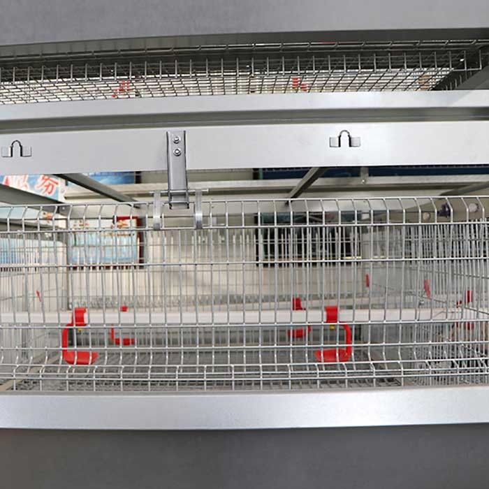 Gaiola de alimentação manual da galinha das aves domésticas do sistema para o pintainho do bebê 20 anos de esperança de vida