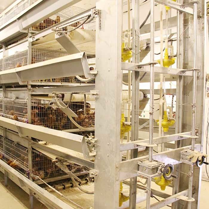 Gaiola de alimentação manual da galinha das aves domésticas do sistema para o pintainho do bebê 20 anos de esperança de vida