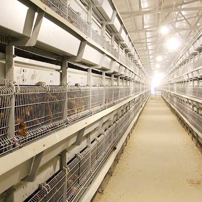 Tipo 4 gaiolas modernas de H das aves domésticas da série, 120CM fácil instalar gaiolas da galinha da construção
