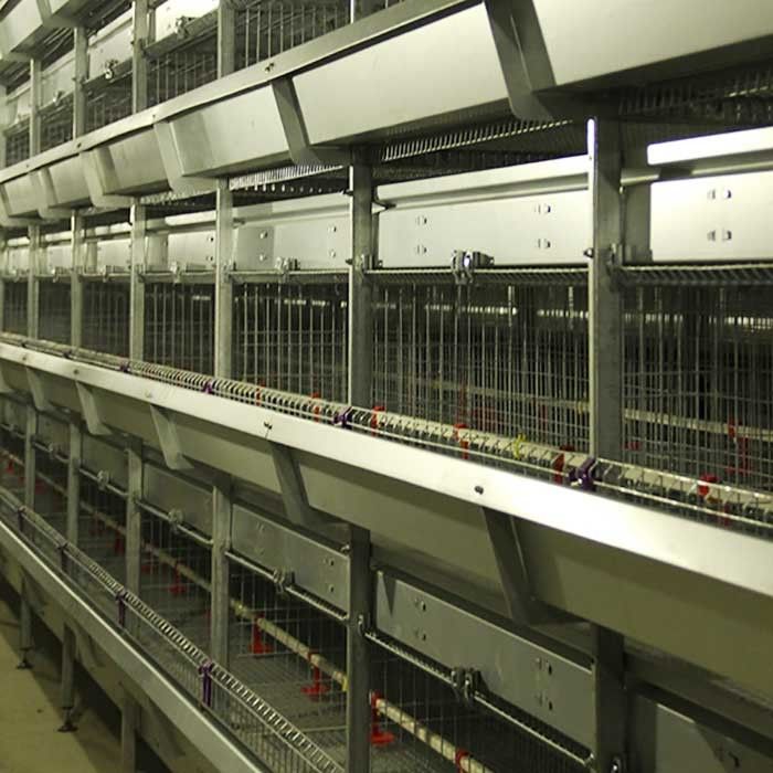 Aço galvanizado uma gaiola para aves domésticas, gaiola automática da galinha da camada da escada