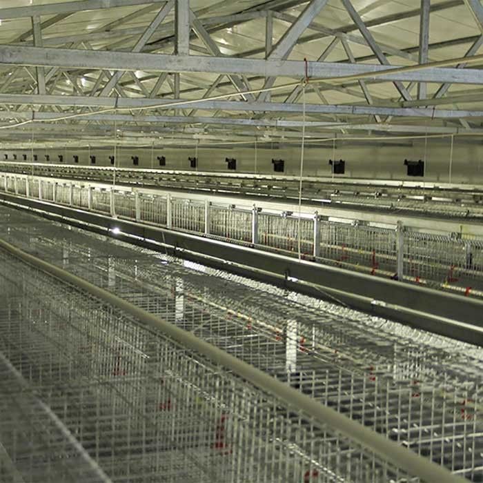 Equipamento de cultivo das aves domésticas da bateria, tipo durável 192 gaiola de H da galinha do bebê