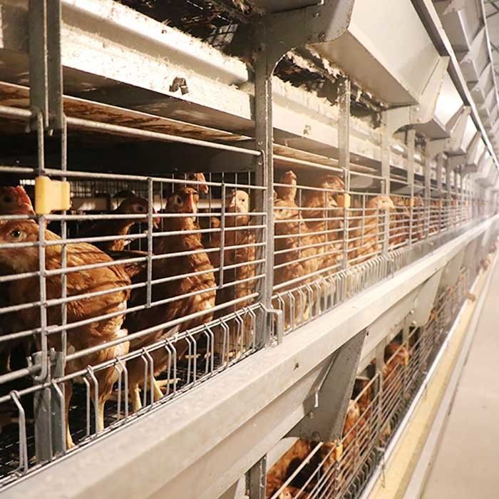 Desempenho estável 0 da gaiola da galinha das aves domésticas do fio Q235 de aço - poder 20kw para a exploração agrícola