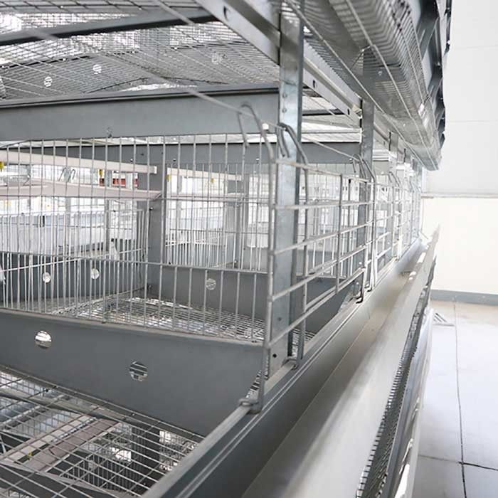 Galinhas um tipo gaiolas da camada, equipamento de processamento das aves domésticas da eficiência elevada