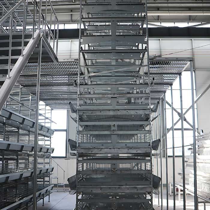 Galinhas um tipo gaiolas da camada, equipamento de processamento das aves domésticas da eficiência elevada