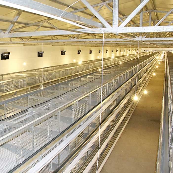 Galinhas um tipo gaiolas da camada, equipamento de processamento das aves domésticas da eficiência elevada