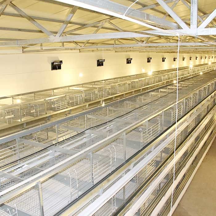 Galinhas um tipo gaiolas da camada, equipamento de processamento das aves domésticas da eficiência elevada
