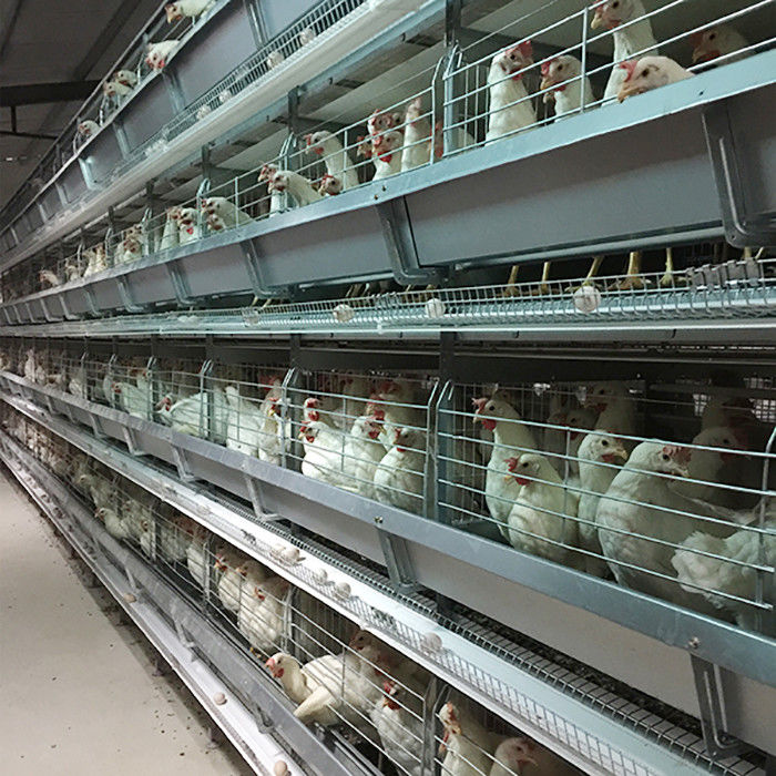 4 - controle de levantamento da bateria da gaiola da galinha das aves domésticas de 8.5m com o auto coletor do ovo