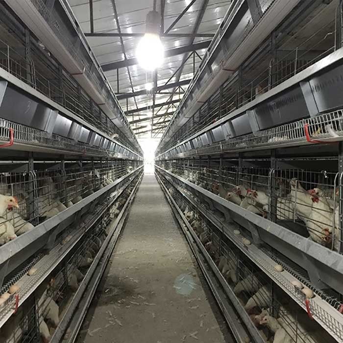 4 - controle de levantamento da bateria da gaiola da galinha das aves domésticas de 8.5m com o auto coletor do ovo