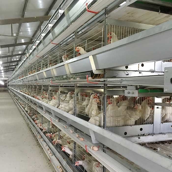 Exploração agrícola que levanta a economia Labor da eficiência elevada da gaiola da galinha da camada com iluminação