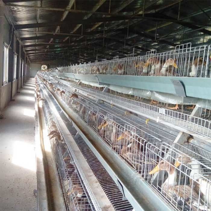 As aves domésticas de alta qualidade Duck Cage, U dão forma à bateria de aço Duck Cage For Sale