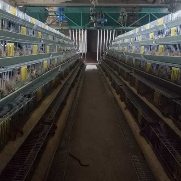 Superfície galvanizada mergulhada quente do controlo automático da gaiola de 6 codorniz das portas das séries 2