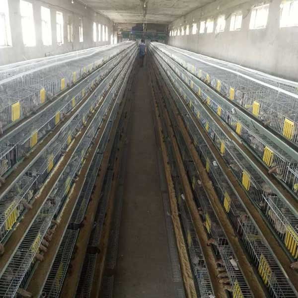 bonde da gaiola das codorniz do diâmetro 240 - 576 de 9.5mm galvanizado para indústrias da criação de animais