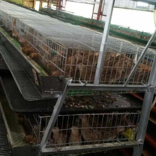 Menos pés que torcem/codorniz de ferimento prendem o cofre forte para indústrias principais da criação de animais