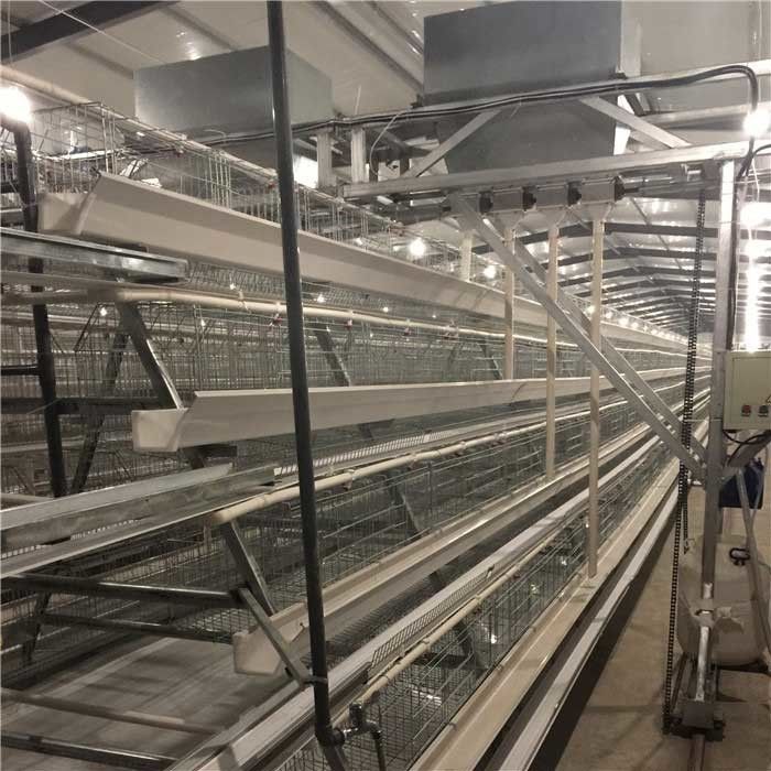 Do sistema automático do alimentador das aves domésticas da exploração agrícola da grande escala velocidade de transtorte rápida