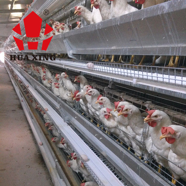 Gaiola de colocação galvanizada quente de Hen Farming Equipments Layer Chicken dos pássaros do fabricante 90 - 160 da gaiola