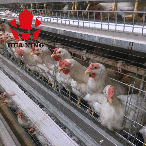 Gaiola de colocação galvanizada quente de Hen Farming Equipments Layer Chicken dos pássaros do fabricante 90 - 160 da gaiola