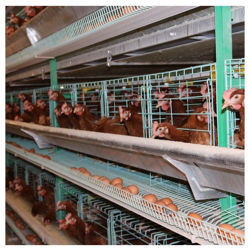 Mergulho quente dos rebanhos animais automáticos da gaiola da galinha de grelha das portas da criação de animais 8