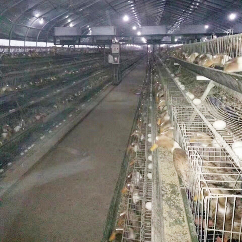 A camada dos equipamentos/ovo de cultivo das aves domésticas prende/Duck Cage For Malaysia Farms de aço