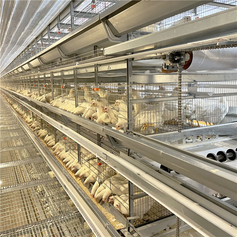 Gaiola galvanizada da galinha da camada do ovo do cultivo de aves domésticas para 5000 pássaros